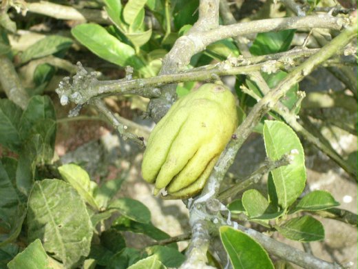 f_528090_1.JPG